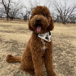 Pablo - Goldendoodle