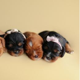 Cavalier King Charles Spaniel Puppies from Sweet Southern Cavaliers