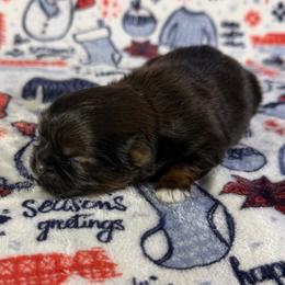 Faith - Brindle female Shih Tzu puppy in Wakefield, Rhode Island from Shih Tzu Companions in Rhode Island
