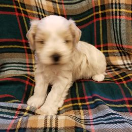 Boy 1 - Parti Miniature Schnauzer puppy in Maryland from Dogs and Cats Castle Mini Schnauzers