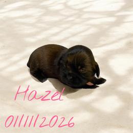 Hazel - female Companion Cross puppy in Coalinga, California from Precious Paws Shih tzus