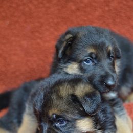 German Shepherd Puppies from VST German Shepherds
