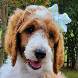 Poodles from Niki Roten