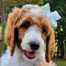 Poodles from Niki Roten