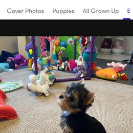 Yorkshire Terrier Puppies from Hetzel’s Enchanted Yorkies (Michigan)