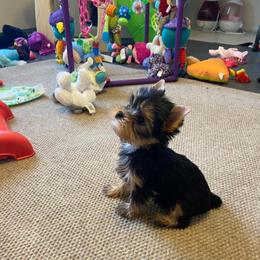 Yorkshire Terrier Puppies from Hetzel’s Enchanted Yorkies (Michigan)