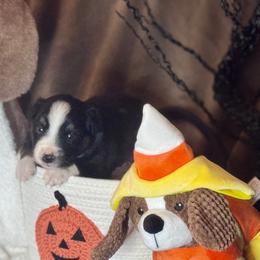 Hitch (Trailblazer) - Black tri-color male Australian Shepherd puppy in California from Eagle River Aussies