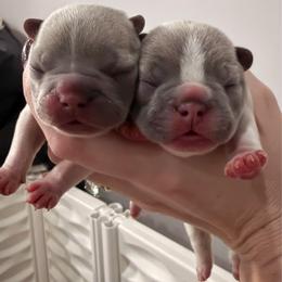 Pho Soup - Blue fawn female French Bulldog puppy in New Hampton, New Hampshire from Kismet French Bulldogs