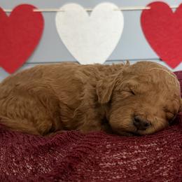 Bobby - Red  male Goldendoodle puppy in Huntington, Utah from Krispydoodle