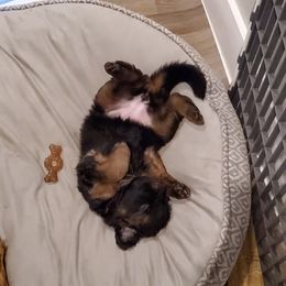 German Shepherd Puppies from House of Havoc GSDs