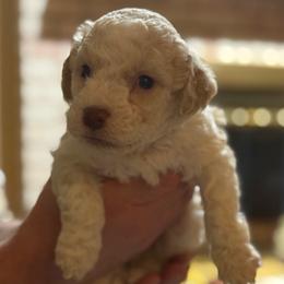 Green Girl - White female Lagotto Romagnolo puppy in Chicago, Illinois from Midwest Lagotto Romagnolo