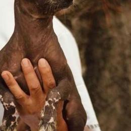 Xoloitzcuintli puppies from Naked nobles kennel