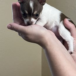 Chocolate - Chocolate and white Chihuahua puppy in Rochester, New York from Little Beauties
