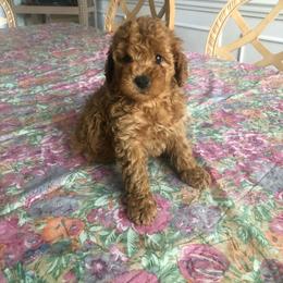 Puppy - Red  male Poodle puppy in Plano, Texas from Dogs lovers
