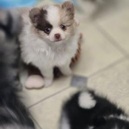 Willows chocolate Merle - Chocolate merle female Pomeranian puppy in Maplefalls, Washington from Snow peak poms