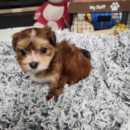 Annacy - Red female Havanese puppy in Alabama from Havanese Cuban Cuties