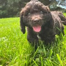 Australian Labradoodle Puppies from AKAs Doodles and Poodles, LLC