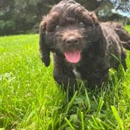 Australian Labradoodle Puppies from AKAs Doodles and Poodles, LLC