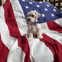 Inoki-blue - White male Miniature Schnauzer puppy in Littleton, Colorado from Wahl 2 Wahl Schnauzers