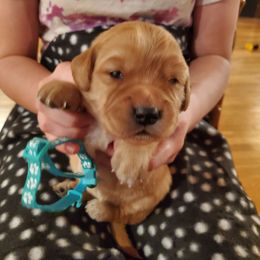 Teal - Dark golden female Golden Retriever puppy in Lanesboro, Minnesota from Eagle Ridge Golden Retrievers