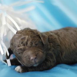 Lagotto Romagnolo Puppies from Morena