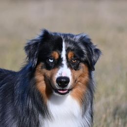 Cowboy - Miniature American Shepherd