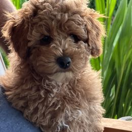 Maltipoo Puppies from Jessica's Maltipoos