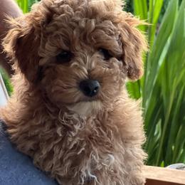 Maltipoo Puppies from Jessica's Maltipoos