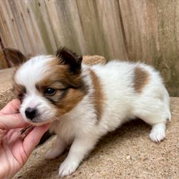 Donald (green) - White and sable male Papillon puppy in Chattanooga, Oklahoma from Lottie Dottie Scottie’s and Papillons