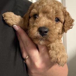 AKC white chest Mini - Red  male Poodle puppy in Southwest Ranches, Florida from Herringbone ‘s Poodles