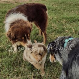 Australian Shepherds from Brangus Ranch