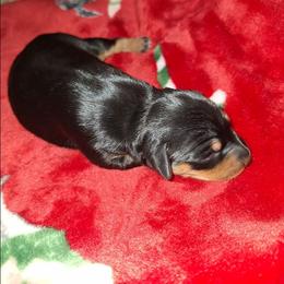 Akira - Black and rust female Miniature Pinscher puppy in Grove, Oklahoma from K&J's Min Pins Of Grand Lake