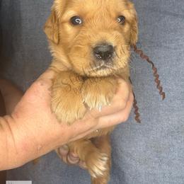 NASA (brown) - Dark golden male Golden Retriever puppy in Argyle, Texas from Skarlotte Goldens, LLC