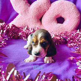 BB3 - Black brown and white male Basset Hound puppy in Britton, South Dakota from K&S Canines