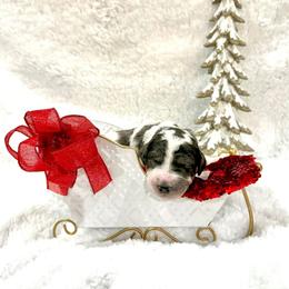 Sugar Plum - female Golden Mountain Doodle puppy in Victoria, Texas from Deidre's Doodles