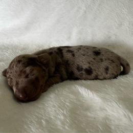 Hudson - Dapple male Dachshund puppy in Glen Saint Mary, Florida from 🍯 Honey Pot Dachshunds 🐾