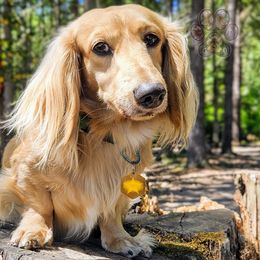 Flynn - Dachshund