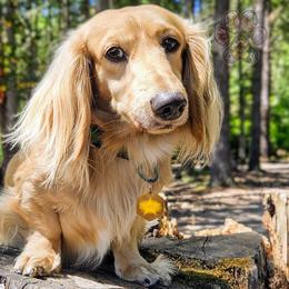 Flynn - Dachshund