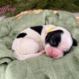 Chiffon - Black and white female Cavapoo puppy in Midland, Michigan from Northern Charm Farm