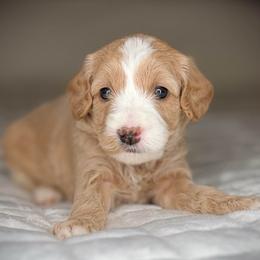 Puppy 3-YELLOW Collar (BOY) - Cream male Goldendoodle puppy in Portland, Oregon from Smith Family Doodles