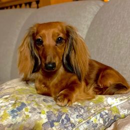 Scarlett - Dachshund