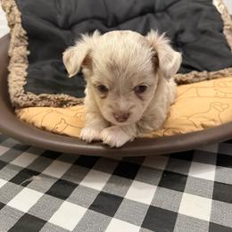 Snickers - Merle male Chihuahua puppy in Ochlocknee, Georgia from High Cotton Chihuahuas