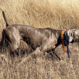 Maga - Weimaraner