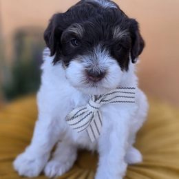 Casper - Brown and white male Bernedoodle puppy in Decatur, Tennessee from Diamond's Doodles