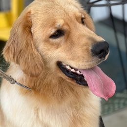 Marble - Golden Retriever