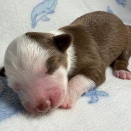 Girl 6 - Red tri female Miniature Australian Shepherd puppy in Ringgold, Louisiana from Barrett's Buddies
