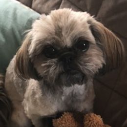 Shih Tzus from Shih Tzu Shangri La