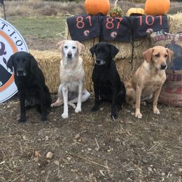 Labrador Retrievers from Citadel's Labradors