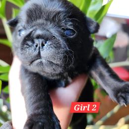 Girl 2 - Black female Pug puppy in Lebanon, Maine from Palatial Pugs LLC