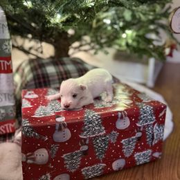 Frost - White male Miniature Schnauzer puppy in Greenville, South Carolina from Synergy Schnauzers